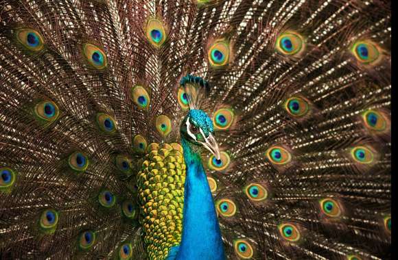 Peafowl wallpapers hd quality