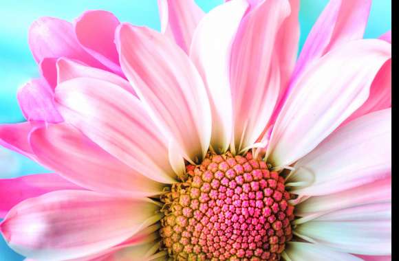 Pink Daisy wallpapers hd quality