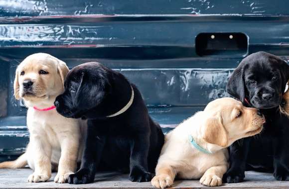 Puppies wallpapers hd quality