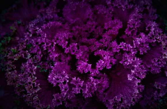 Purple Plant wallpapers hd quality