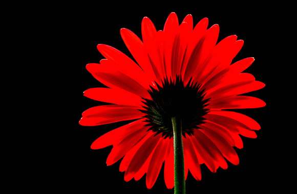 Red Gerbera Daisy wallpapers hd quality