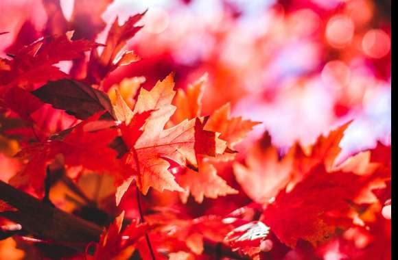 Red Maple Leaves wallpapers hd quality