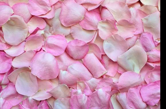 Rose Petals wallpapers hd quality