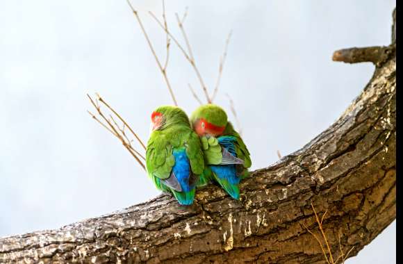 Rosy Faced Lovebirds wallpapers hd quality