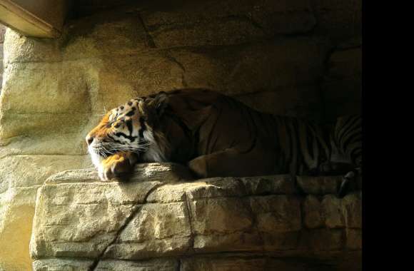 Sleeping Tiger wallpapers hd quality