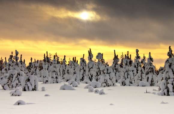 Snowy Trees