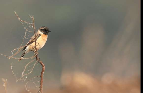 Stonechat wallpapers hd quality