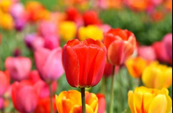 Tulip Field wallpapers hd quality