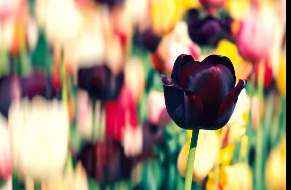 Tulip flowers wallpapers hd quality