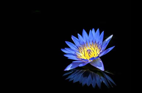 Water Lilly wallpapers hd quality