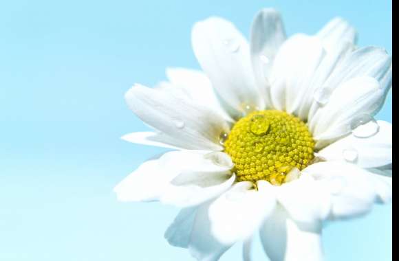 White daisy wallpapers hd quality