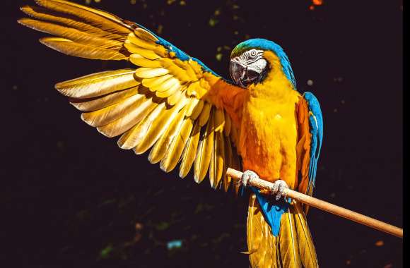 Yellow Macaw wallpapers hd quality