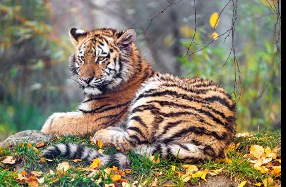 Young tigress wallpapers hd quality