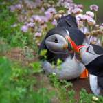 Atlantic puffin desktop wallpaper