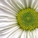 Daisy flower wallpapers for android