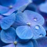 Hydrangea Flowers hd