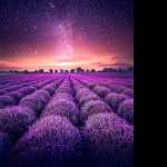 Lavender farm hd wallpaper