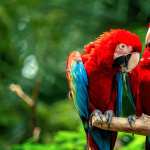 Macaw birds free