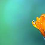 Marigold flower download