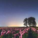 Tulip Field new wallpapers