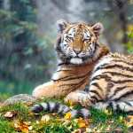 Young tigress free