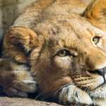 African Lion new wallpapers