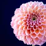 Chrysanthemum flowers wallpapers for iphone