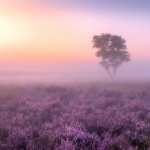 Lavender fields wallpapers
