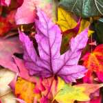 Maple leaves wallpapers for android