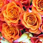 Rose flowers wallpaper