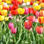 Tulip Field download