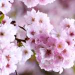 Cherry blossom wallpapers hd