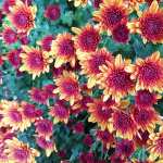 Chrysanthemum flowers 1080p