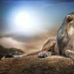 African Lion image