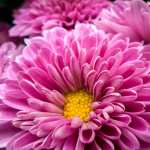 Chrysanthemum flowers free