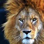 African Lion wallpapers hd