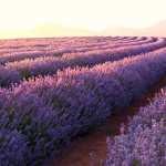 Lavender fields new wallpaper