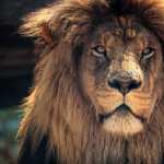 African Lion images