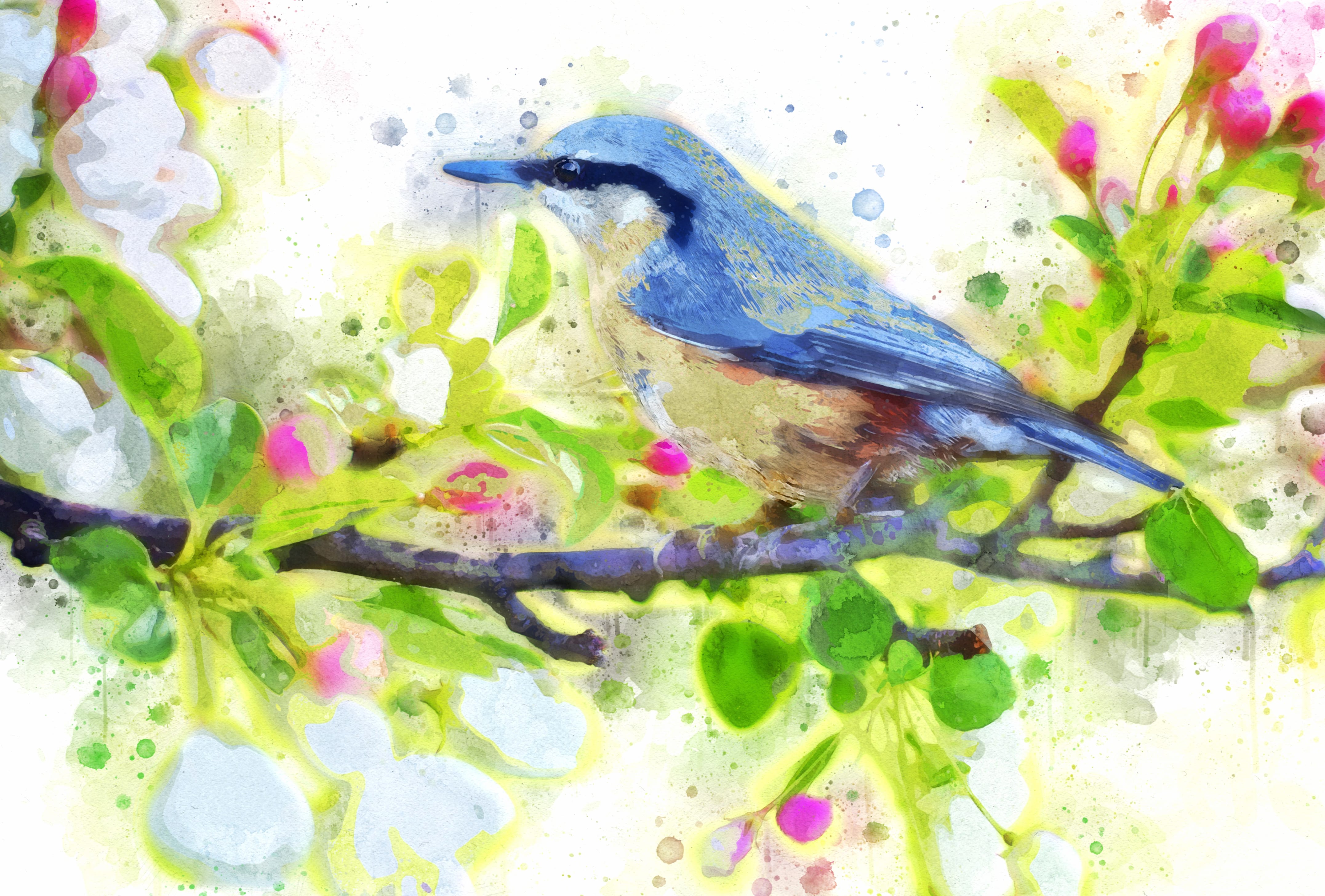 4K HD Watercolor Nuthatch on Branch Wallpaper wallpapers HD 4K HD Watercolor Nuthatch on Branch Wallpaper wallpapers HD quality