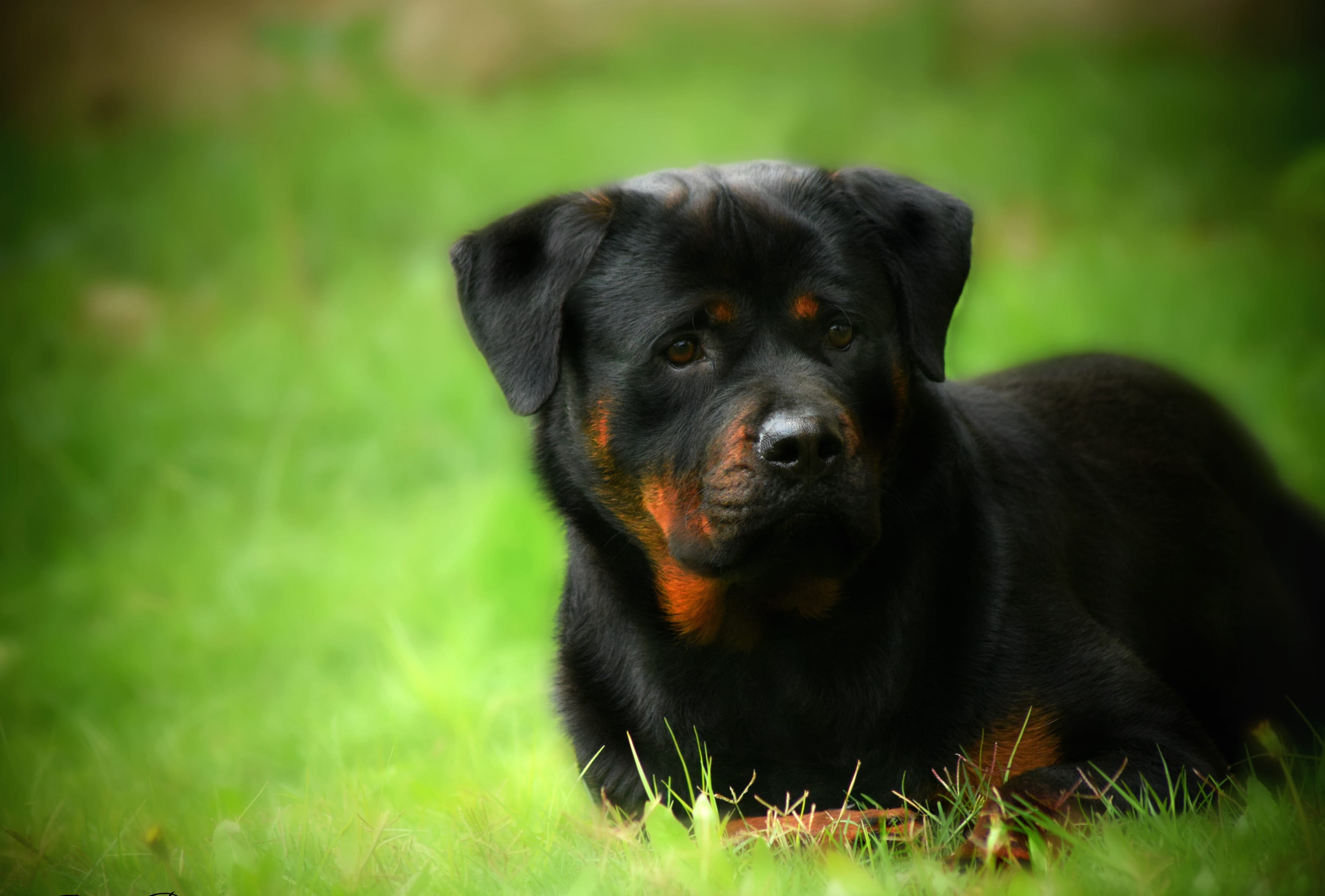 4K Rottweiler in Nature Wallpaper at 640 x 960 iPhone 4 size wallpapers HD quality