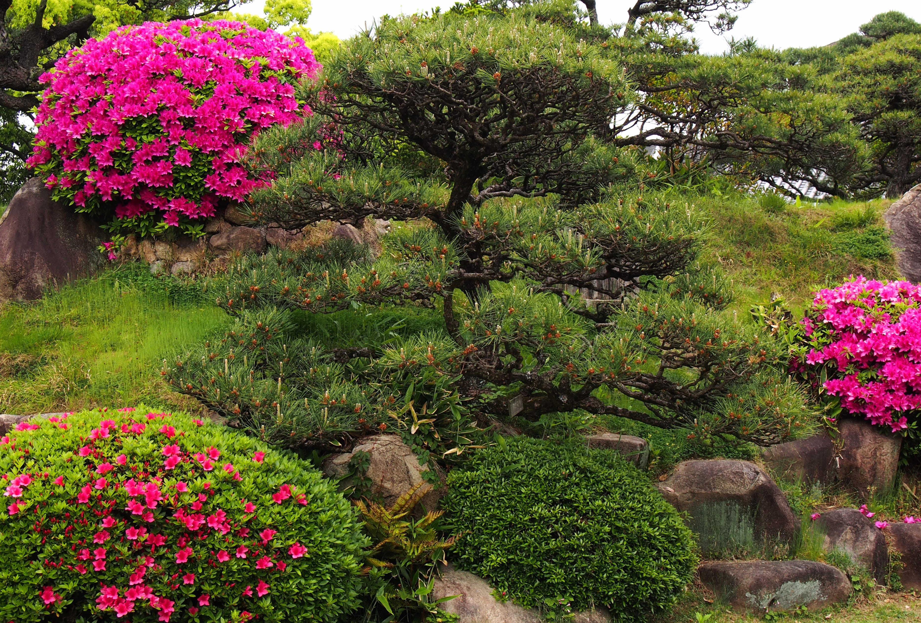 4K Ultra HD Azalea Garden Bliss Wallpaper wallpapers HD quality