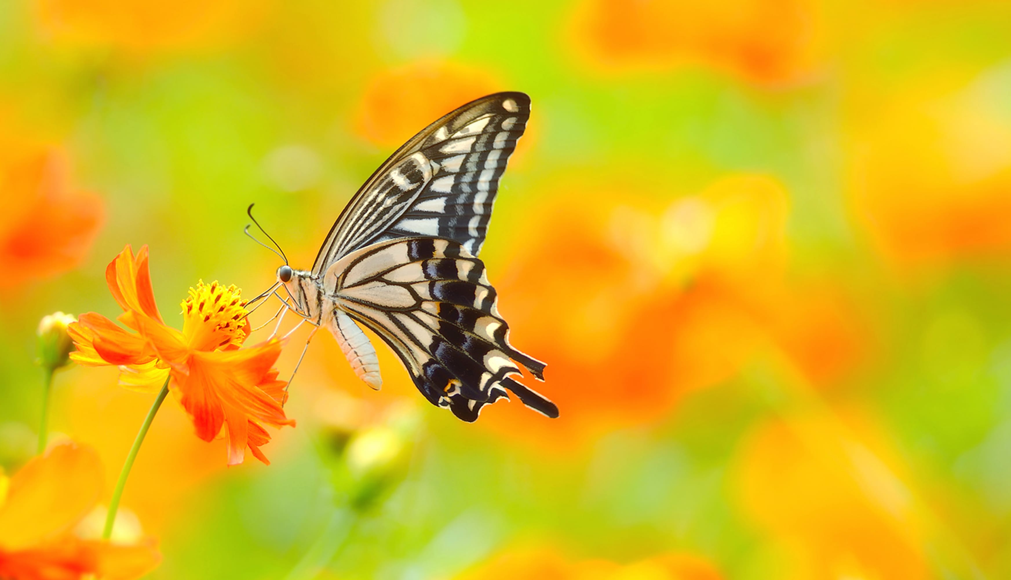 4K Ultra HD Butterfly Bliss Wallpaper wallpapers HD 4K Ultra HD Butterfly Bliss Wallpaper wallpapers HD quality