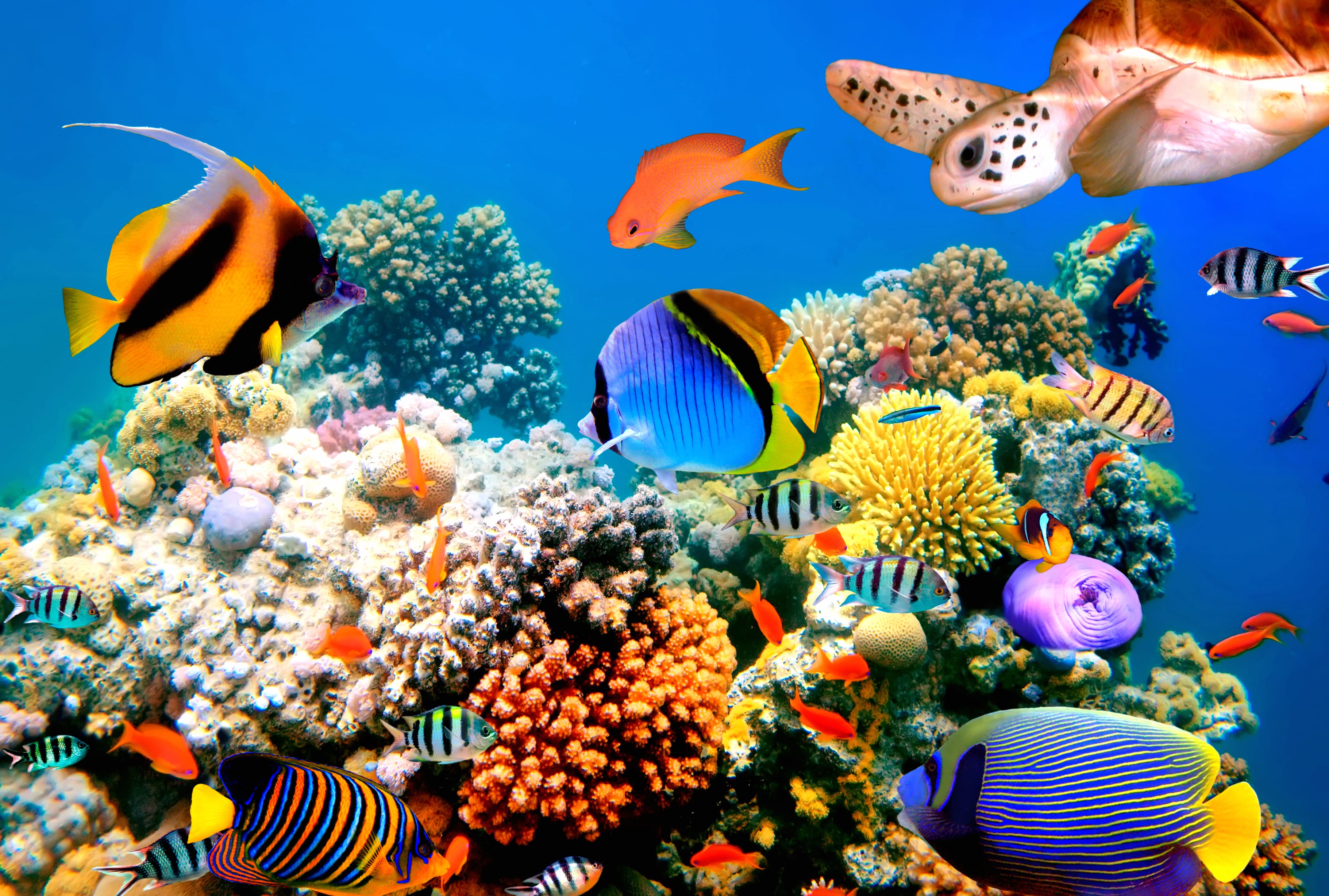 4K Ultra HD Coral Reef Adventure wallpapers HD 4K Ultra HD Coral Reef Adventure wallpapers HD quality