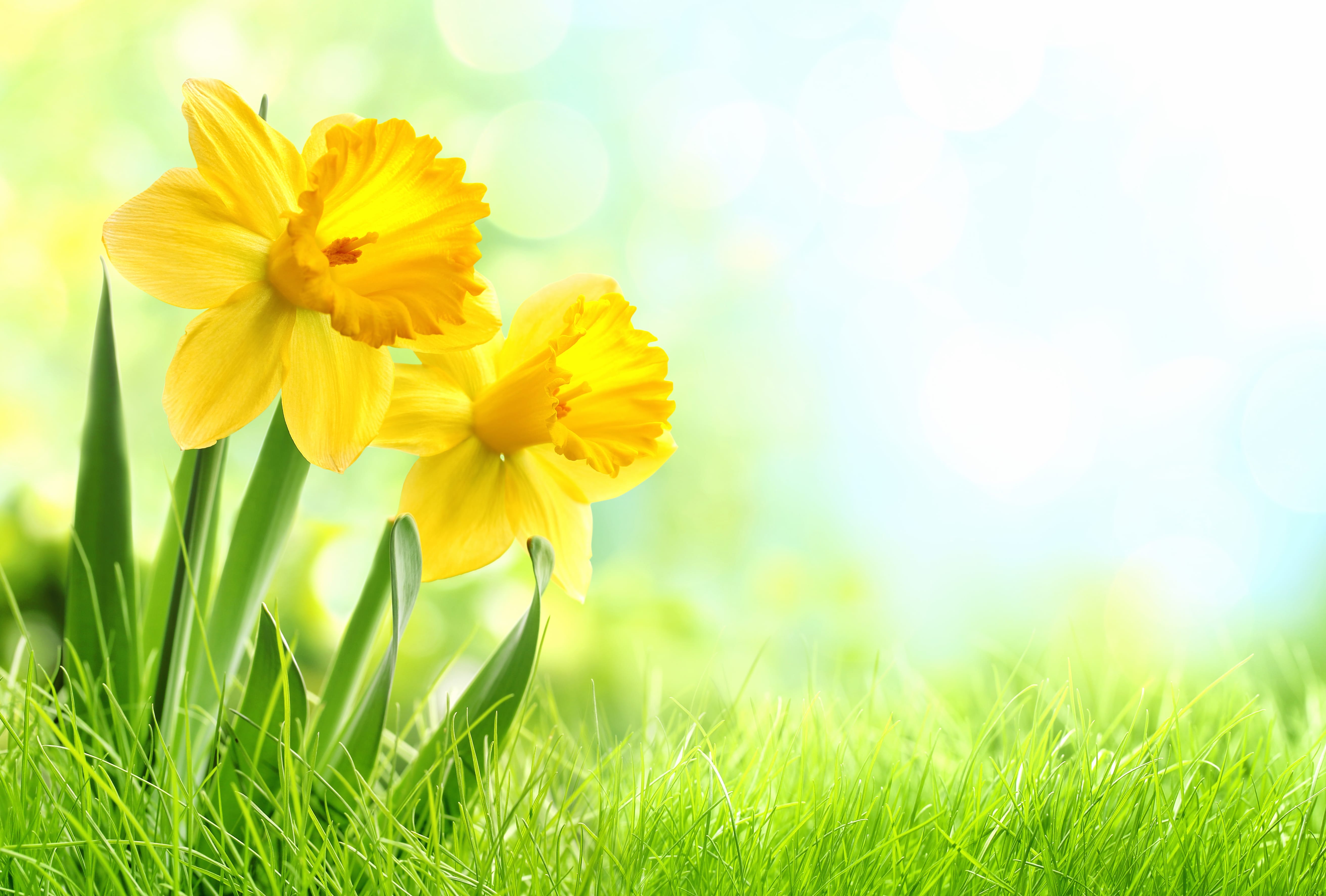 4K Ultra HD Daffodil Bliss Wallpaper wallpapers HD quality