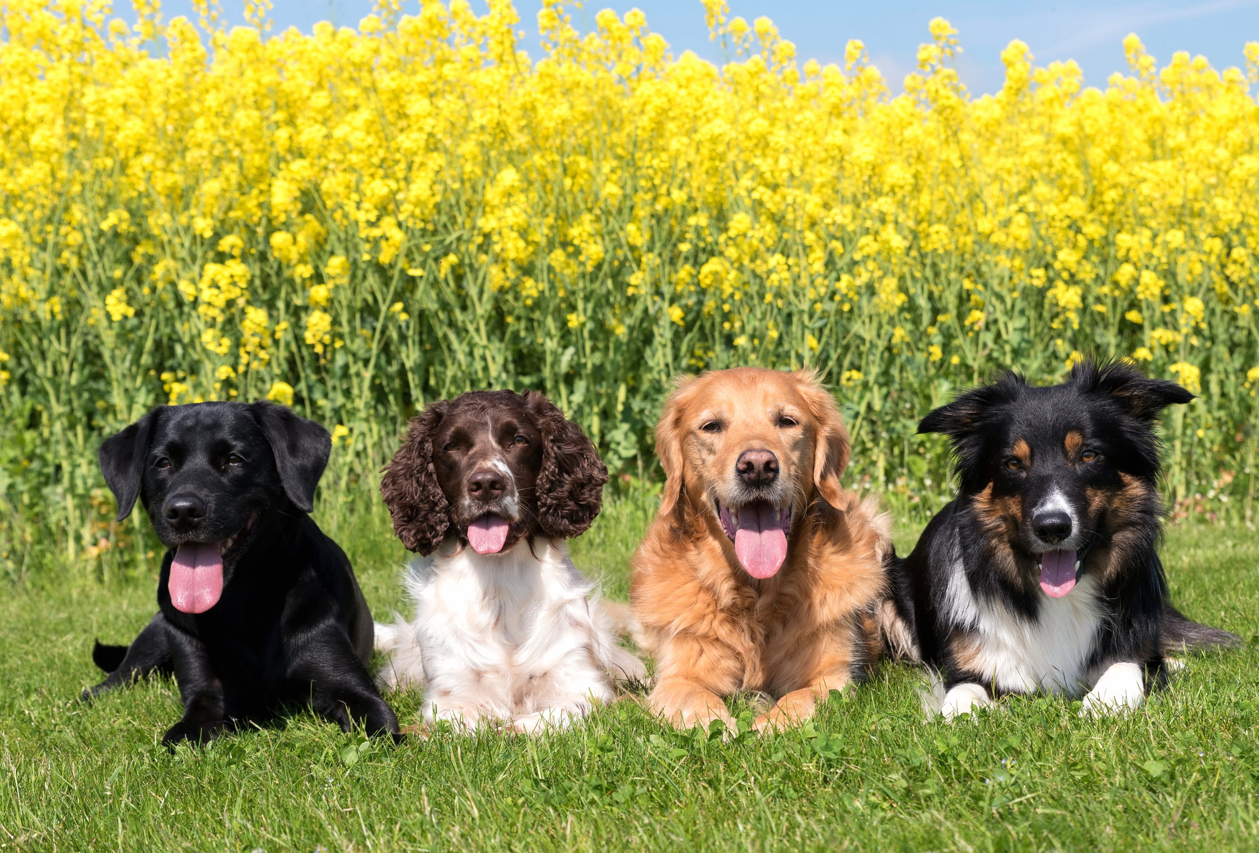 4K Ultra HD Dog Quartet in Rapeseed Field wallpapers HD quality