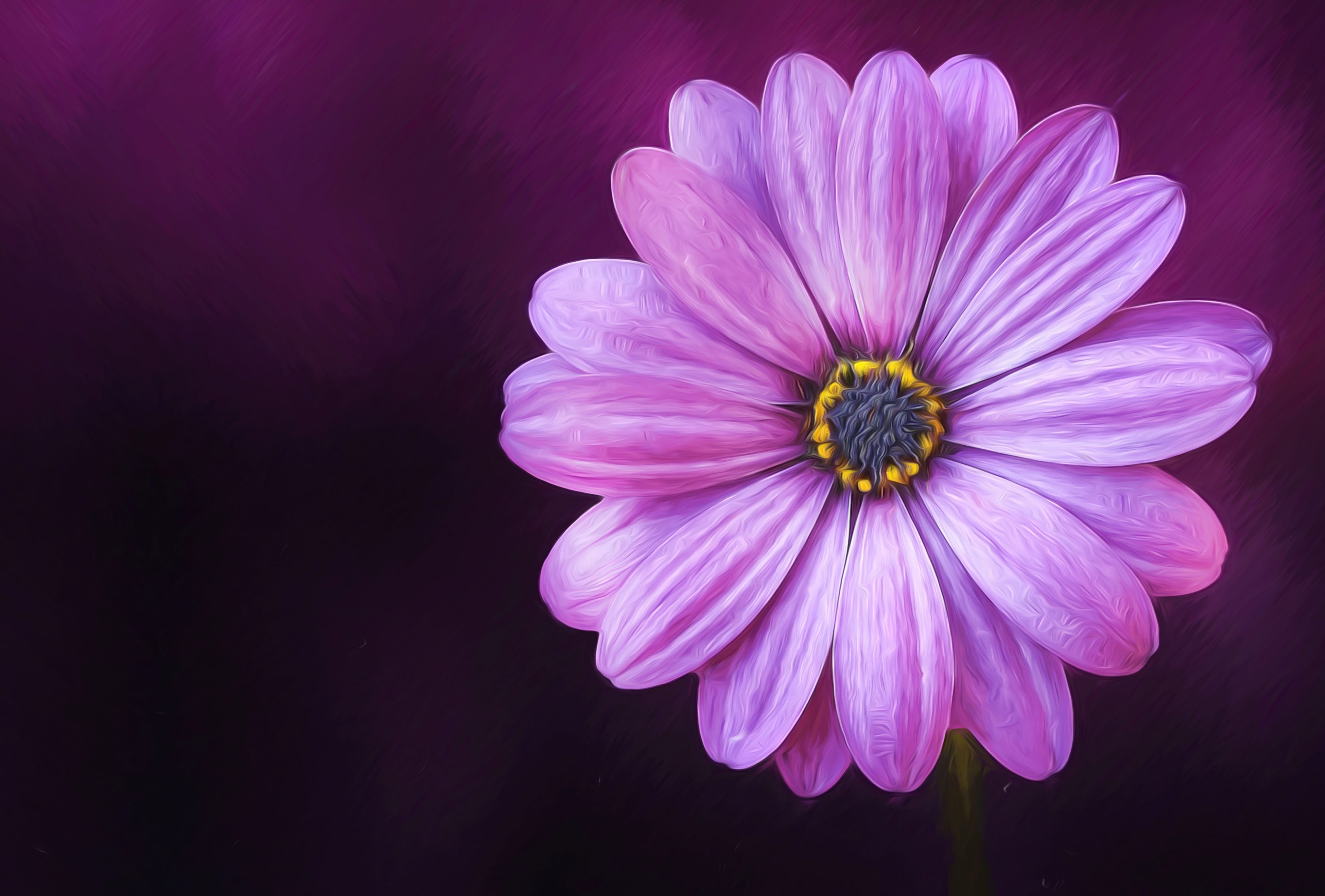 4K Ultra HD Oil Painting of African Daisy at 1366 x 768 HD size wallpapers HD quality