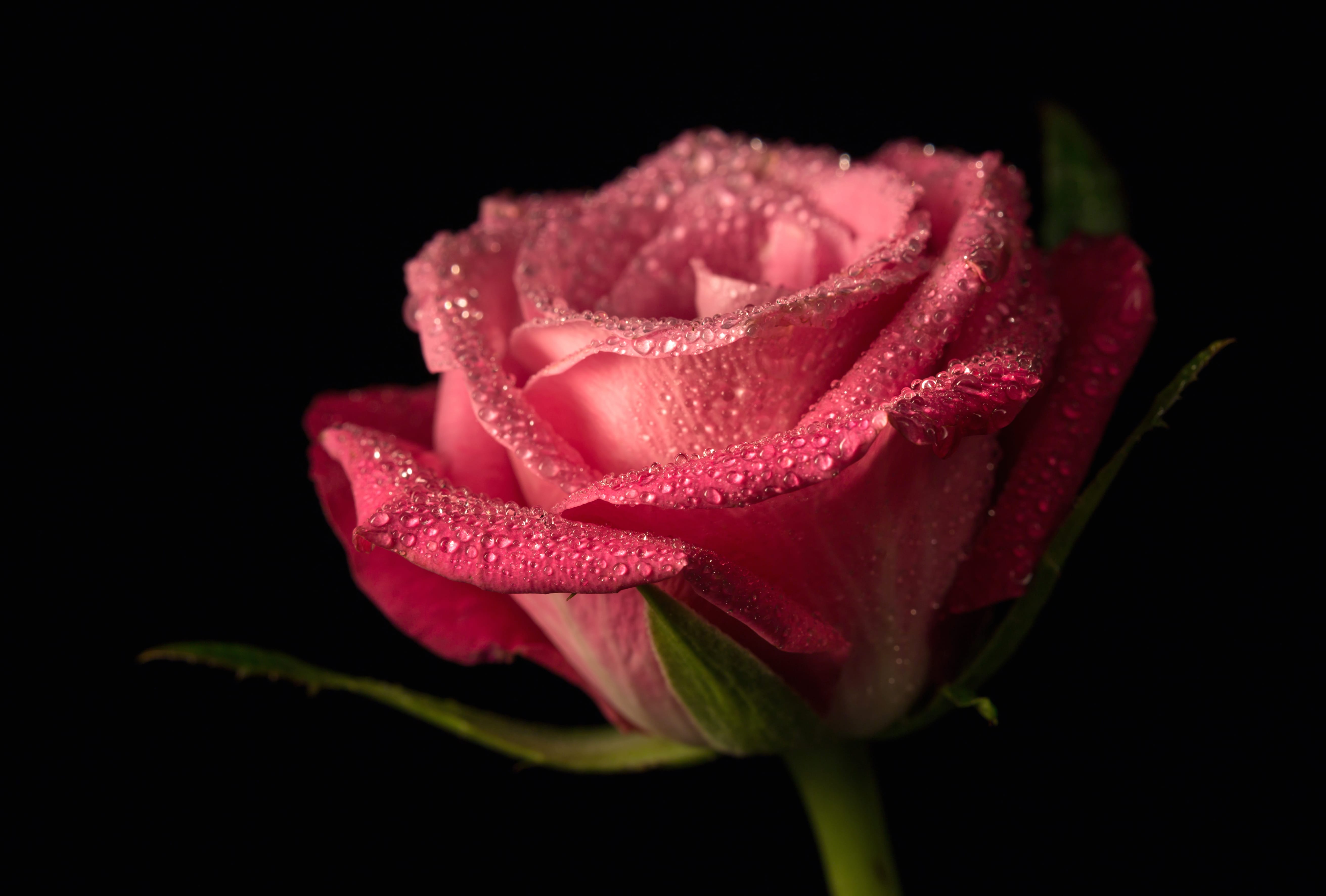 4K Ultra HD Pink Rose with Dew Drops at 1024 x 1024 iPad size wallpapers HD quality