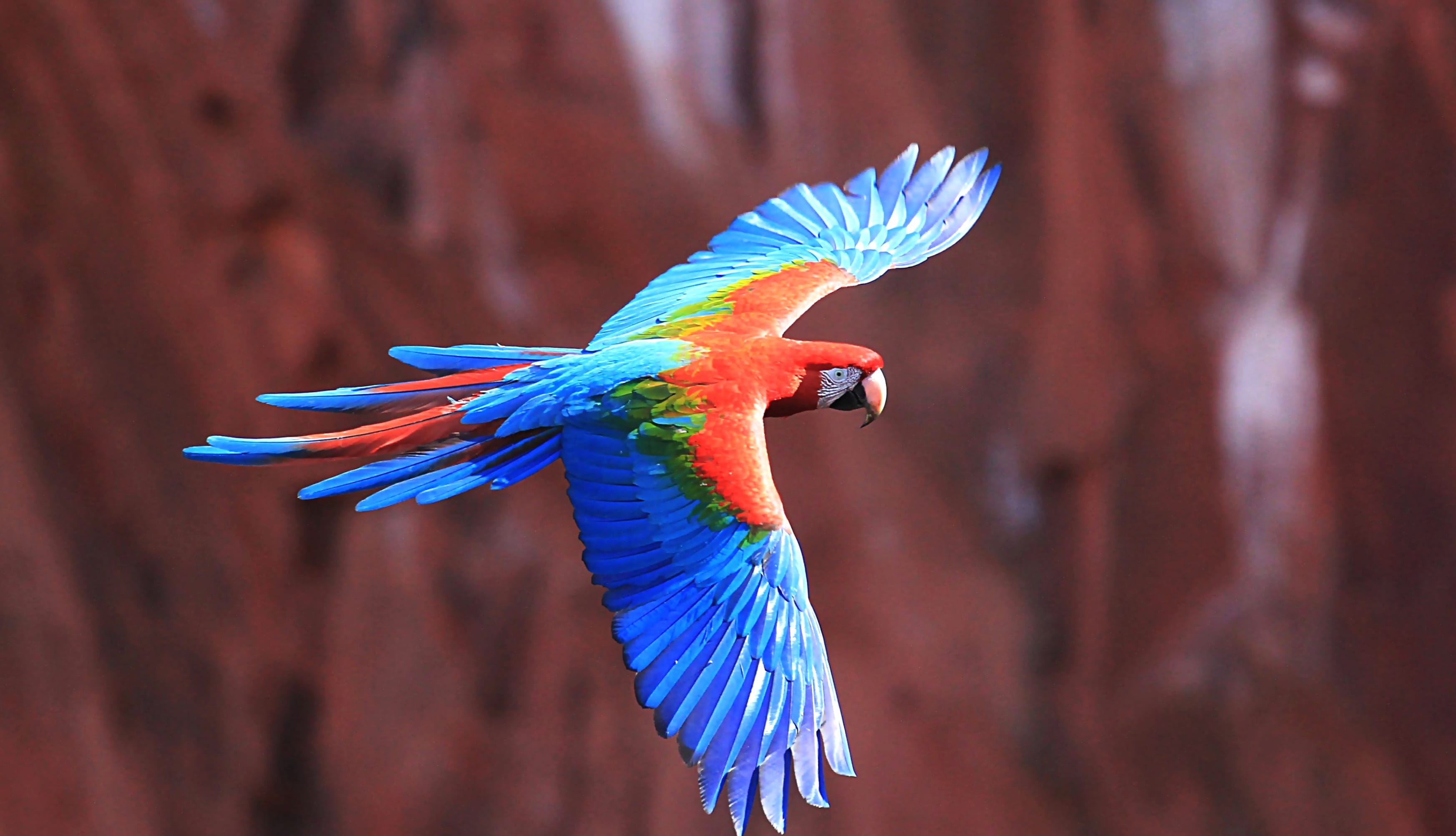 4K Ultra HD Red-and-Green Macaw in Flight Wallpaper wallpapers HD quality