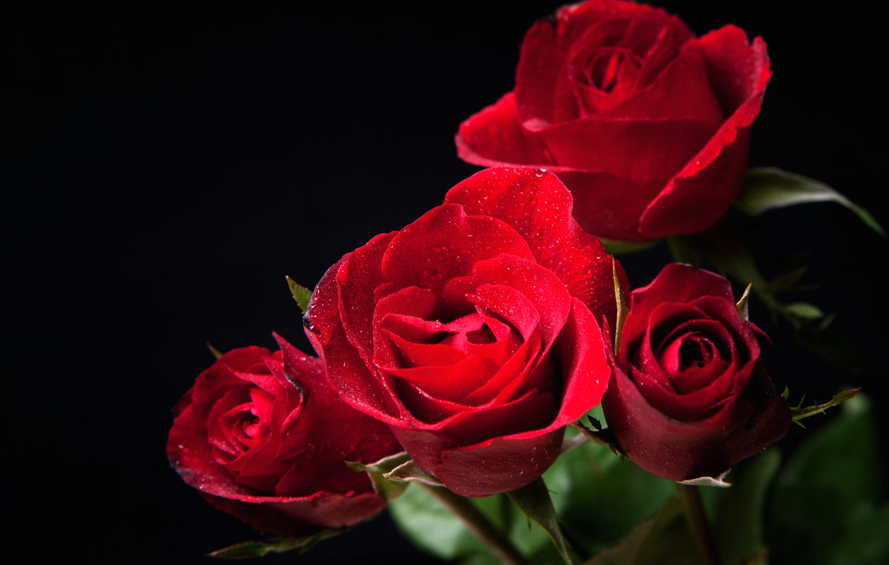 4K Ultra HD Red Rose Bliss Wallpaper at 1024 x 1024 iPad size wallpapers HD quality