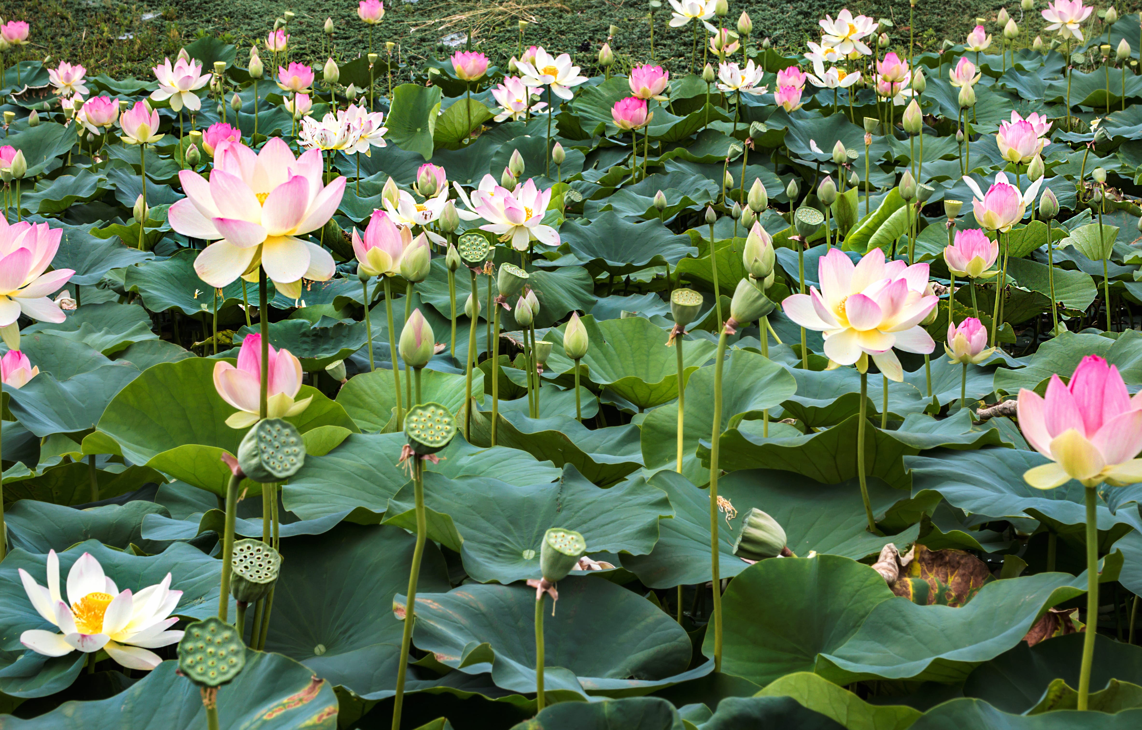 4K Ultra Pink Lotus & Lily Pad Serenity at 640 x 1136 iPhone 5 size wallpapers HD quality